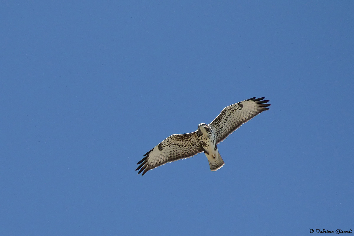 Rapace (identificazione)